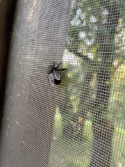Xylocopa californica