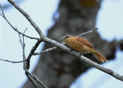 Pachyramphus castaneus