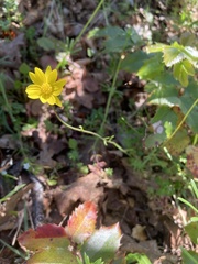 Crocidium multicaule