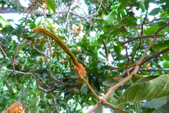 Inga eriocarpa