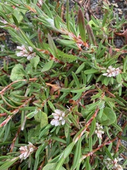 Polygonum paronychia