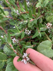 Polygonum paronychia
