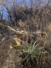 Agave aurea