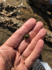 Paciocinebrina circumtexta