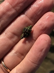 Paciocinebrina circumtexta