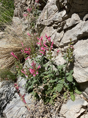 Salvia henryi