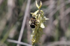 Habropoda tristissima