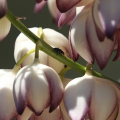 Pseudoluperus maculicollis