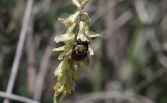 Habropoda tristissima