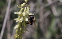 Habropoda tristissima