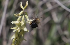 Habropoda tristissima