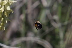 Habropoda tristissima