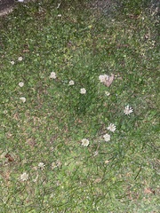 Trifolium repens