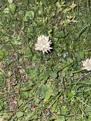 Trifolium repens