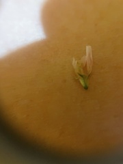 Trifolium repens
