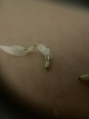 Trifolium repens