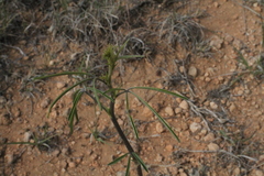 Pediomelum cuspidatum