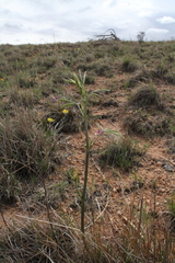 Pediomelum cuspidatum