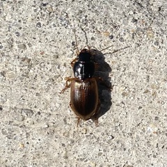 Anisodactylus sanctaecrucis