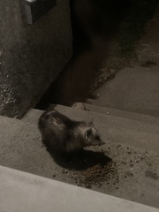 Didelphis virginiana