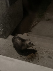 Didelphis virginiana