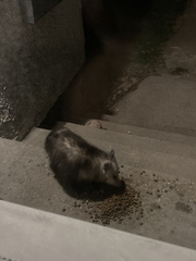 Didelphis virginiana