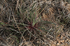Oenothera coryi
