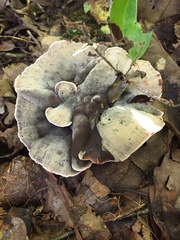 Hydnellum scrobiculatum