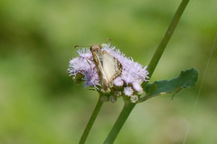 Heliopetes laviana