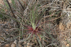 Oenothera coryi