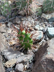 Opuntia sulphurea