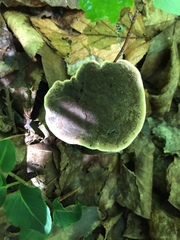 Hydnellum scrobiculatum