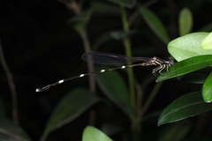 Protosticta taipokauensis