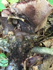 Hydnellum scrobiculatum