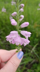 Physostegia intermedia