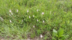 Physostegia intermedia