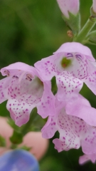 Physostegia intermedia