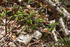 Polygonatum pubescens