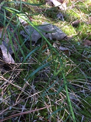 Liatris microcephala