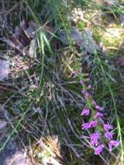 Liatris microcephala