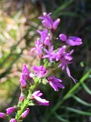 Liatris microcephala