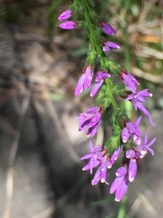 Liatris microcephala