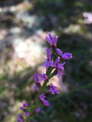 Liatris microcephala