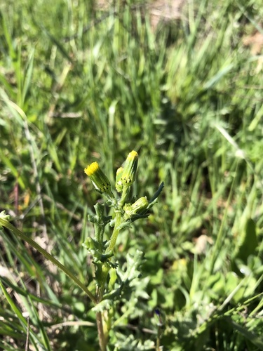 iNaturalist observation photo of common groundsel
