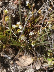 Claytonia parviflora viridis