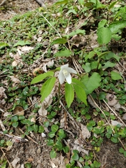Anemonoides lancifolia