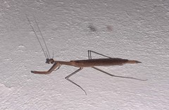 Bistanta mexicana