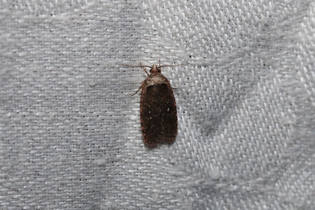 Clemens' Agonopterix