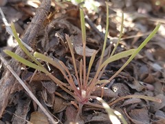 Claytonia parviflora viridis