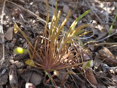 Claytonia parviflora viridis